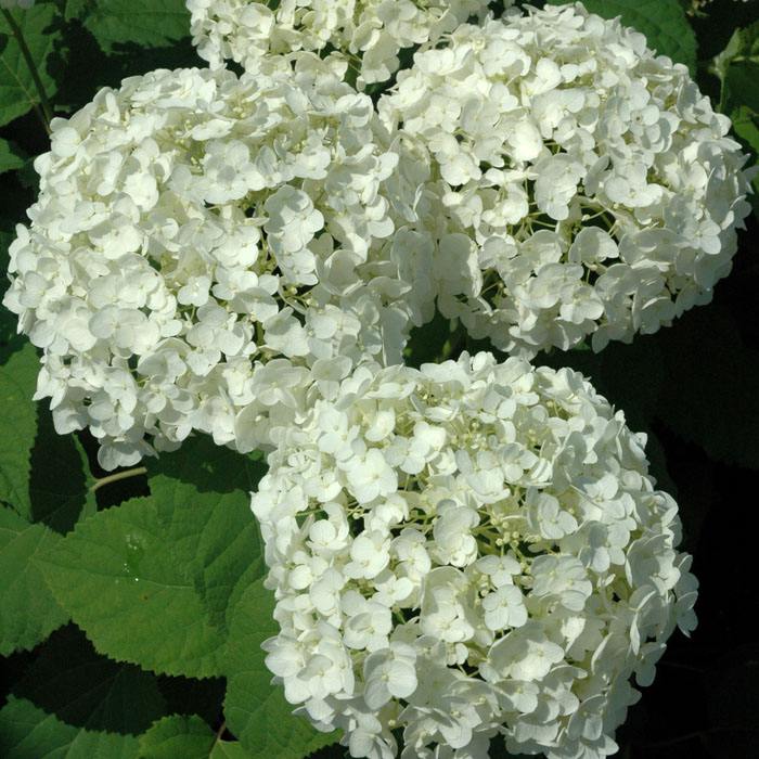 Гортензия древовидная аннабель hydrangea Гортензия древовидная аннабель hydrangea
