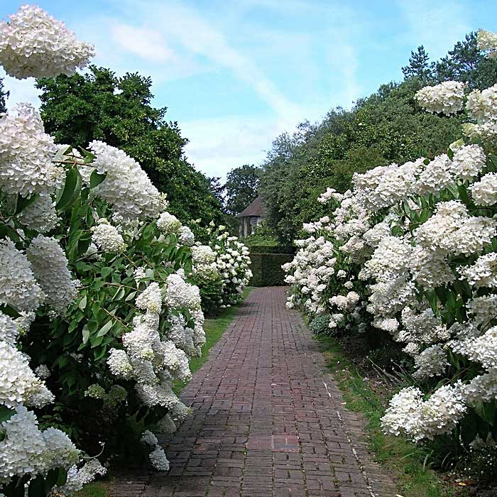 http://www.uzhniy.ru/upload/catalog/listva/Hydrangea-paniculata-grandiflora-2.jpg