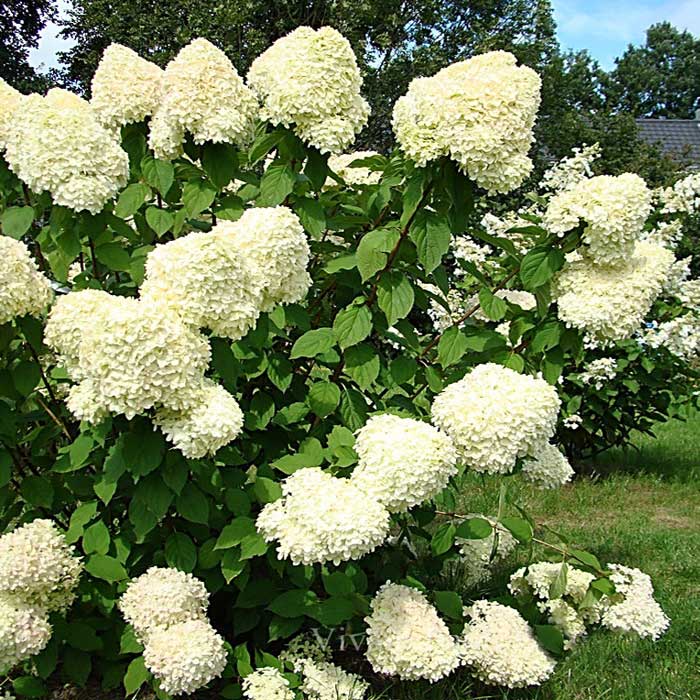 Гортензия метельчатая лаймлайт hydrangea Гортензия метельчатая лаймлайт hydrangea