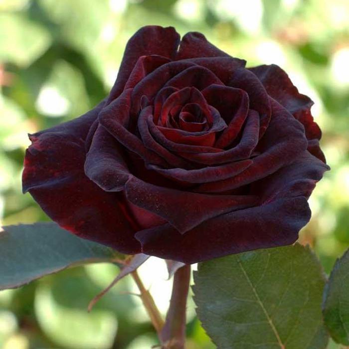 http://www.uzhniy.ru/upload/catalog/tsvety/rosa-black-baccara.jpg