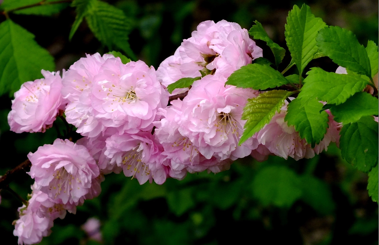 Миндаль махровый