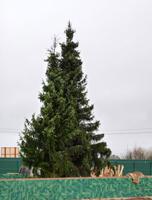 Крупномеры Ели сербской (Picea omorica) 11 м.