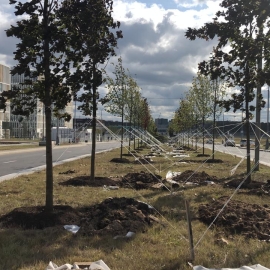 Озеленение дорожного участка в посёлке Комунарка