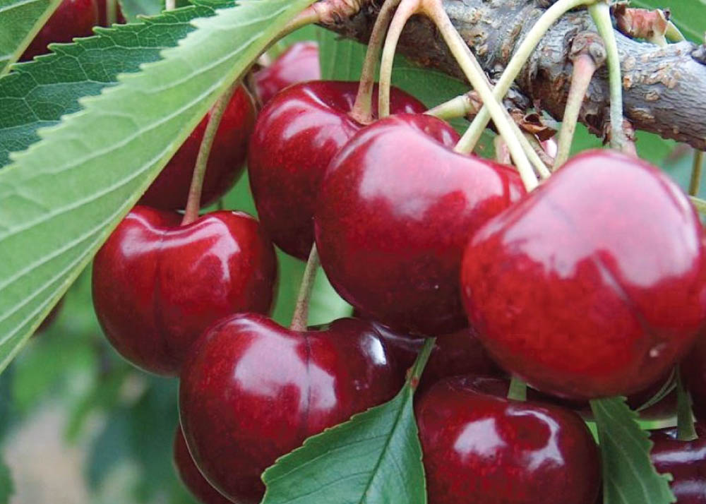 Черешня 'Мичуринская поздняя'