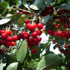 Вишня обыкновенная 'Новелла'