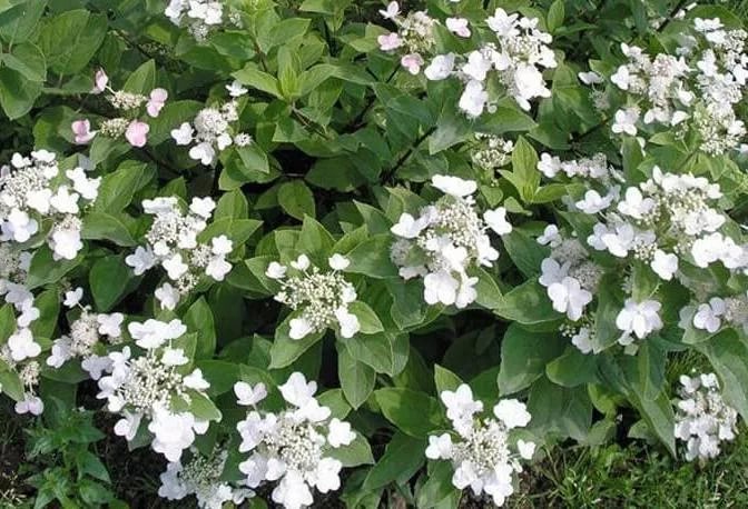 Гортензия метельчатая 'Дартс Литл Дот'