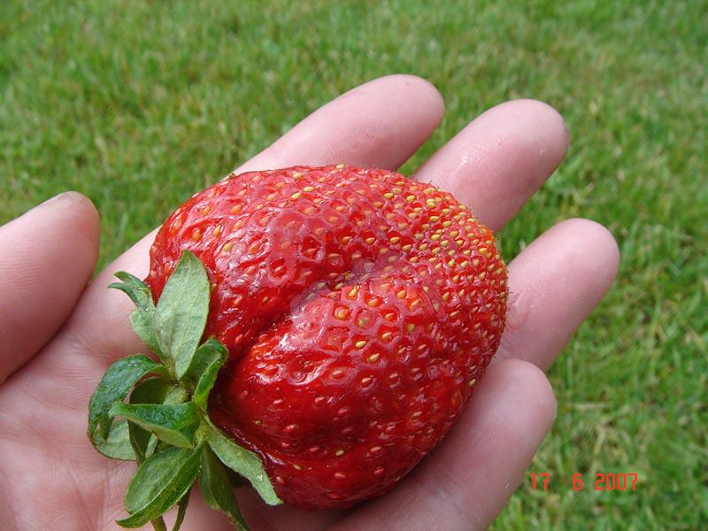 Земляника (клубника) 'Гигантелла'