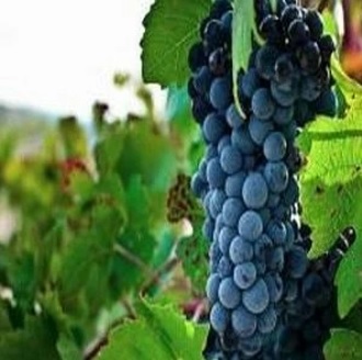 Виноград 'Дик'