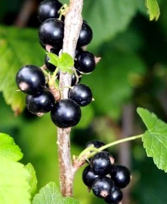 Смородина черная 'Оджебин'