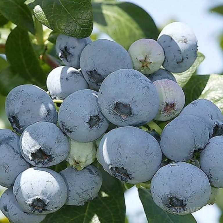 Голубика высокорослая 'Нельсон'