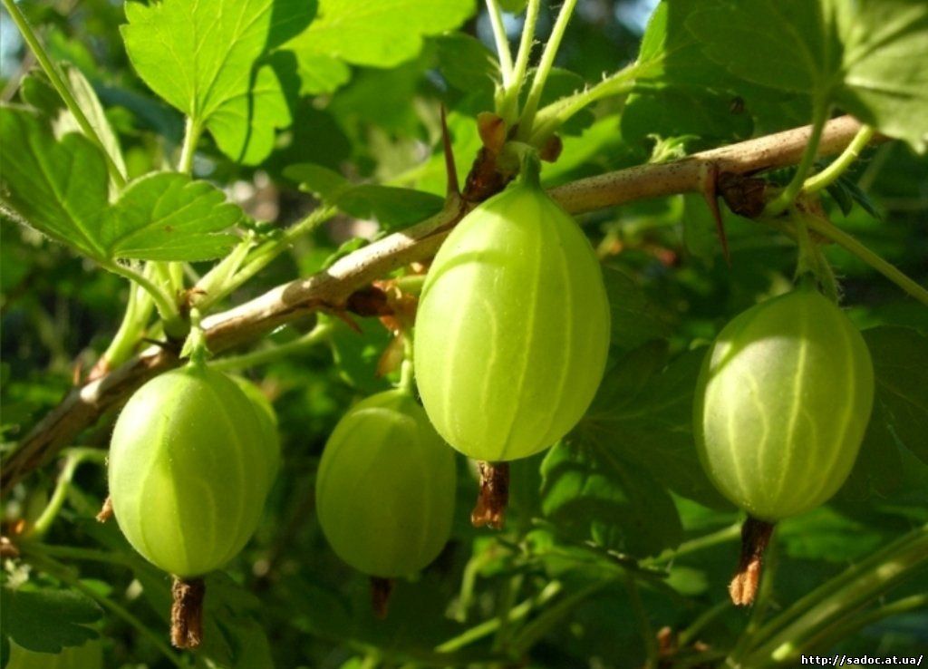 Крыжовник 'Зеленый дождь'