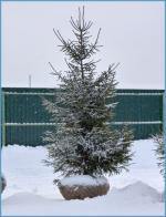 Хвойные деревья с комом для зимней посадки. Ель, сосна.