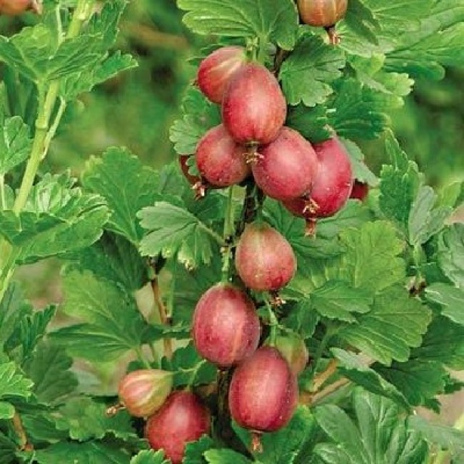 Крыжовник 'Станичный'