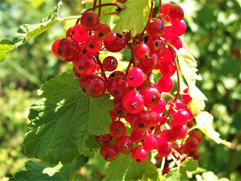 Смородина красная 'Джокер'