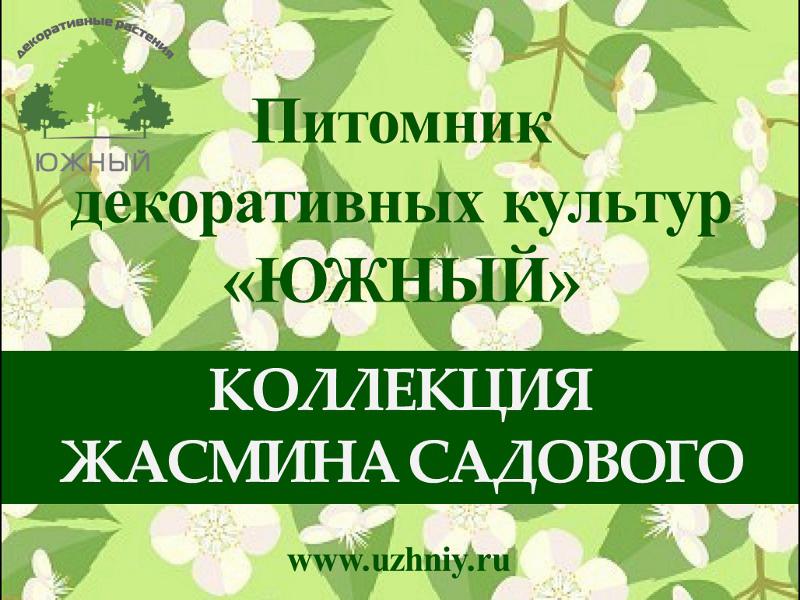 Сорта Жасмина садового (чубушника) - Презентация