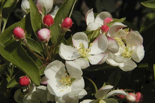 Яблоня декоративная 'Куртабри'