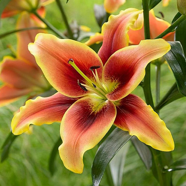 Лилия 'Авалон Сансет' (бронзово-оранжевая)