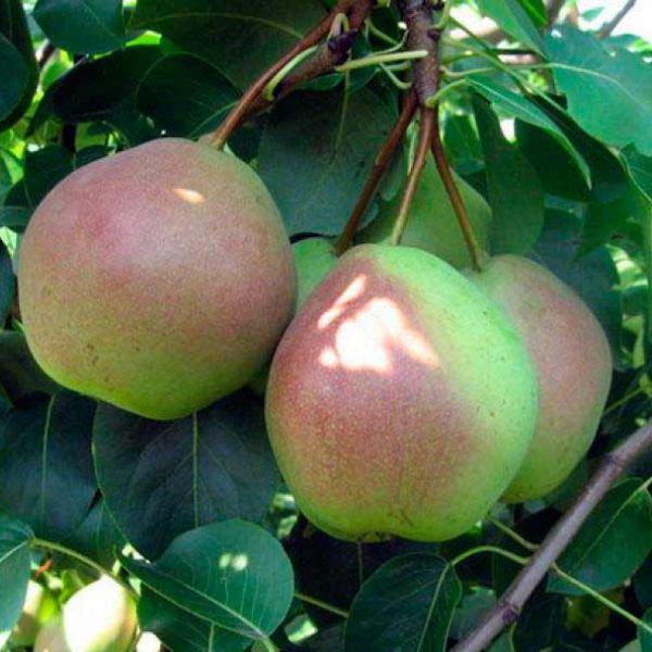 Груша Россошанская красивая купить по цене руб. в Москве в питомнике ...