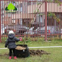 Наш лес. Посади дерево 2015