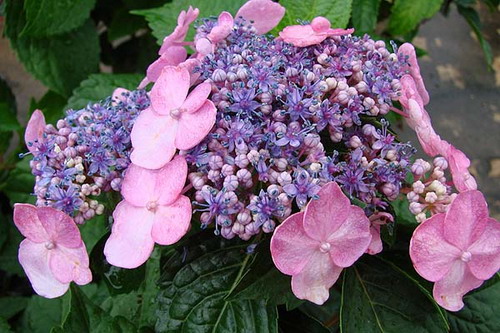 Гортензия крупнолистная 'Эндлесс Саммер Твисн энд Шаут'