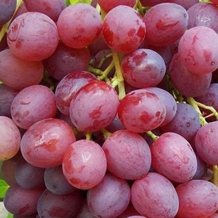 Виноград 'Кишмиш лучистый' (розовый) купить по цене 0,00 руб. руб. в ...