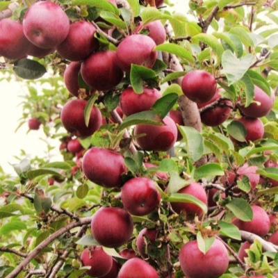 Яблоня домашняя Байя Мариса (красномякотная)
