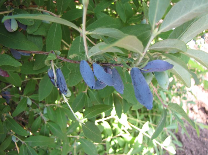 Жимолость съедобная 'Васюганская'