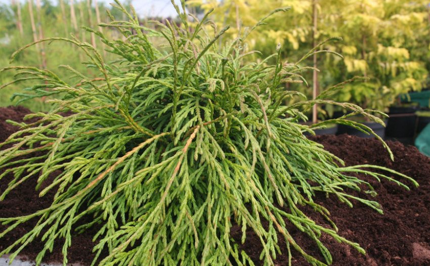 Туя складчатая 'Кагерс Бьюти'