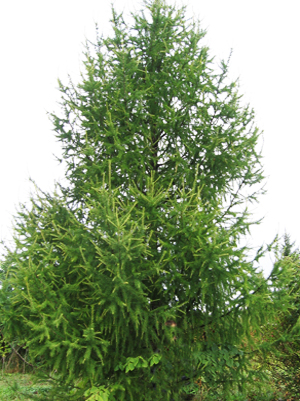 Лиственница сибирская