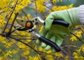 Статьи Осенняя обрезка деревьев и кустарников: 12 видов, которые нельзя трогать