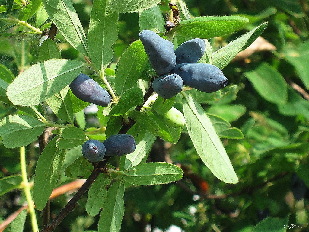 Жимолость съедобная 'Юлия'