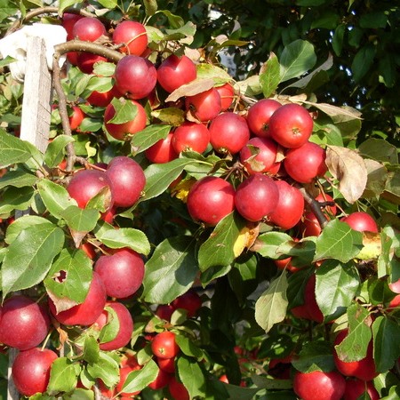 Яблоня декоративная 'Нора'