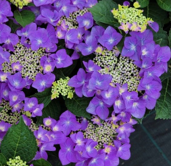 Гортензия крупнолистная 'Пурпурный шар'