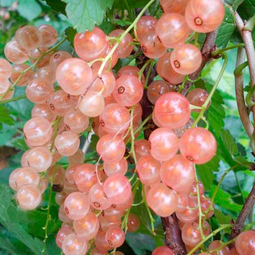 Смородина красная 'Розовый жемчуг'