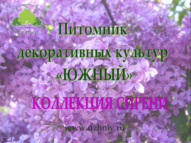 Коллекция сиреней