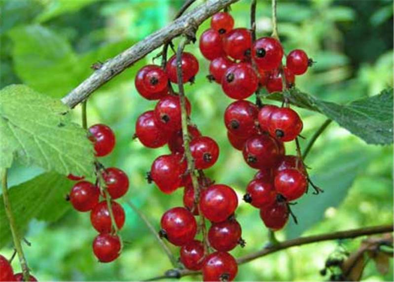 Смородина красная 'Уральские зори'