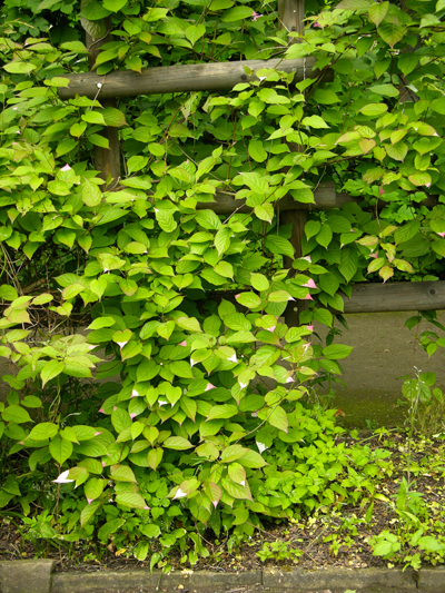 Актинидия Коломикта 'Длиннокистистная'