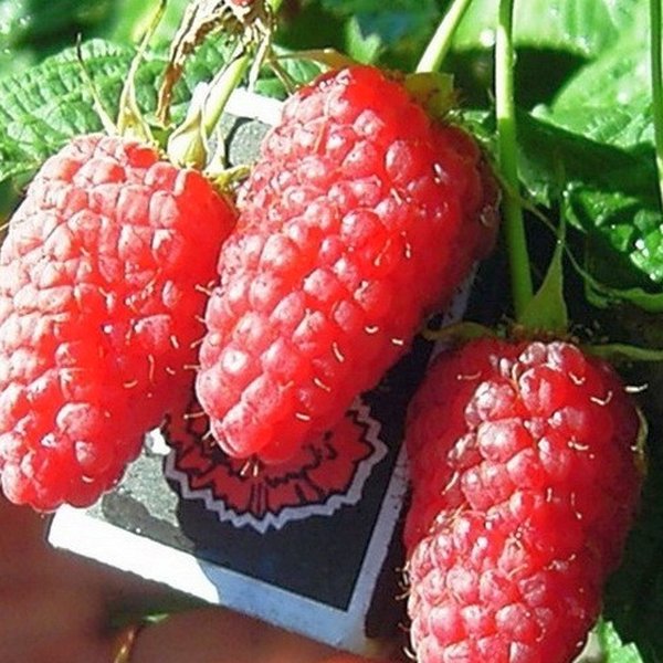 Малина Галактика купить по цене руб. в Москве в садовом центре Южный