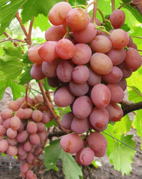 Виноград 'Хамелеон'