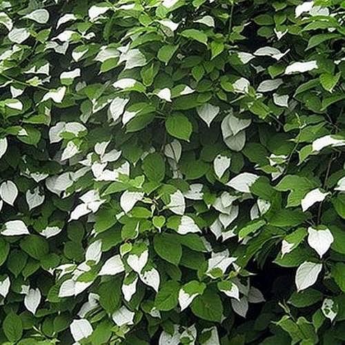 Актинидия полигама 'Узорчатый' (муж,)