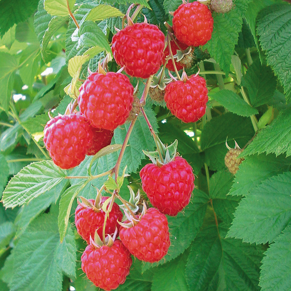 Малина 'Глен Ампл'