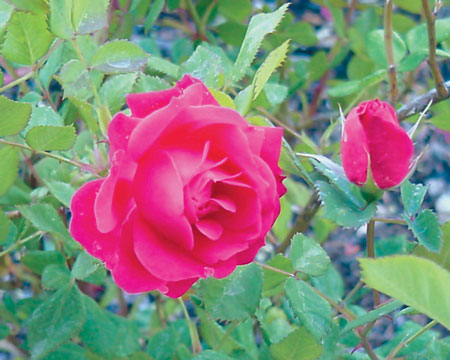 Роза 'Александр Маккензи' (парковая, шраб) (красная)