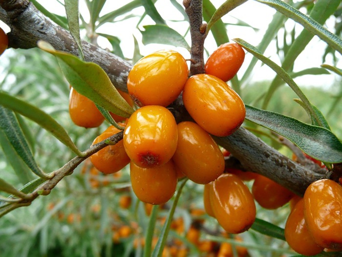 Облепиха 'Оранжевая'