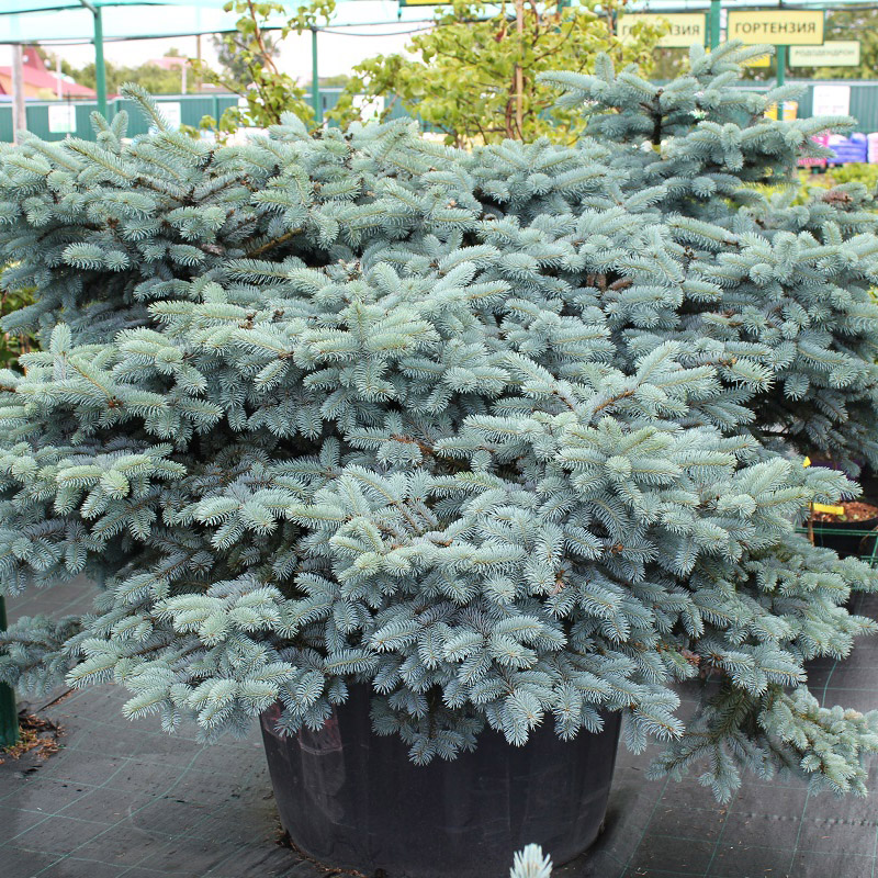 Ель колючая Глаука Глобоза (Glauca Globosa): цены, купить в Москве