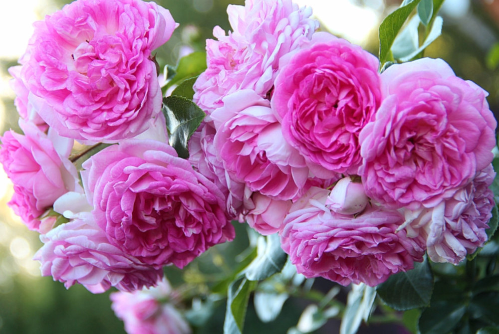 Роза 'Жасмина' (плетистая) (розовая)