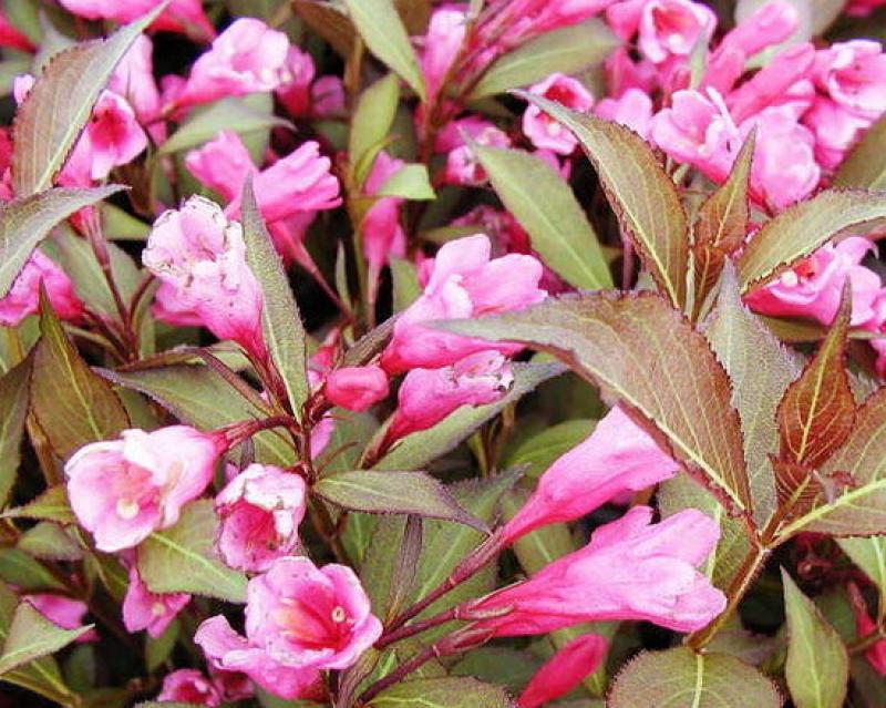 Вейгела цветущая Виктория (Victoria)