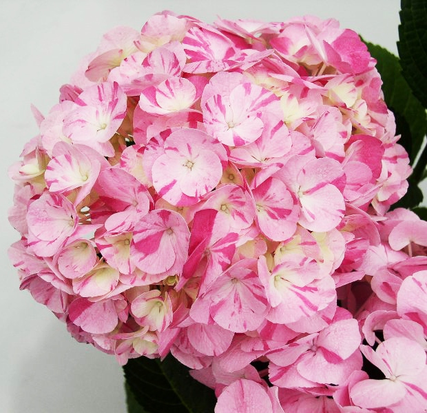Гортензия крупнолистная 'Свит Фэнтези'