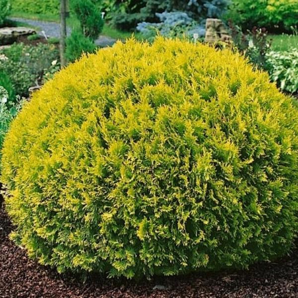 Туя западная 'Давид'