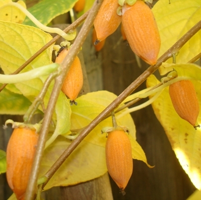 Актинидия полигама 'Лесная'