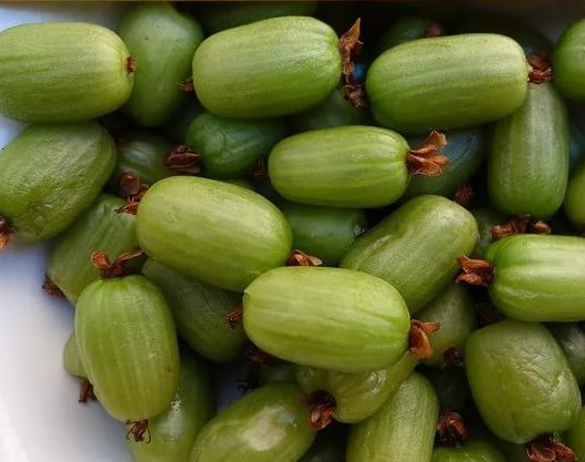 Актинидия Коломикта 'Фестивальный'